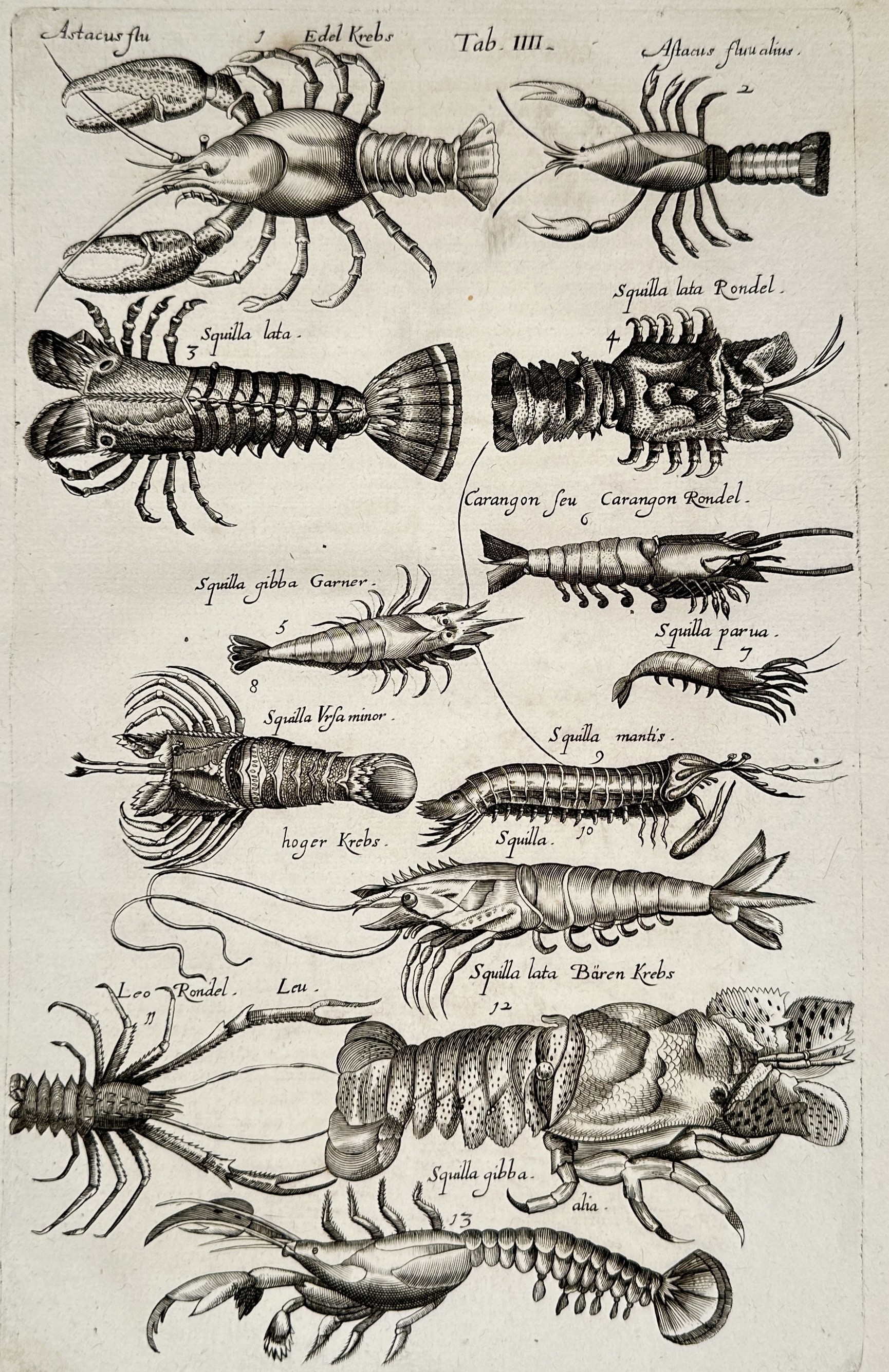 Jan Jonston | Crustaceans and Shellfish (1657) | MutualArt