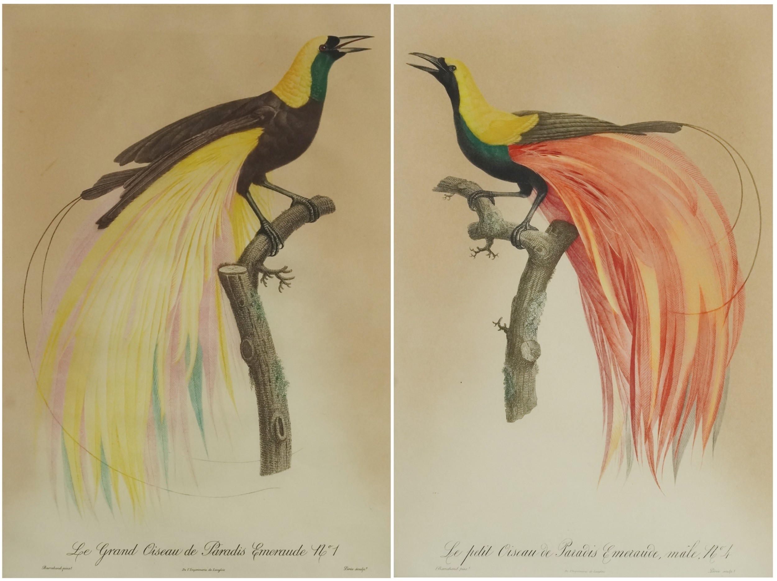 Jacques Barraband | Birds of Paradise | MutualArt