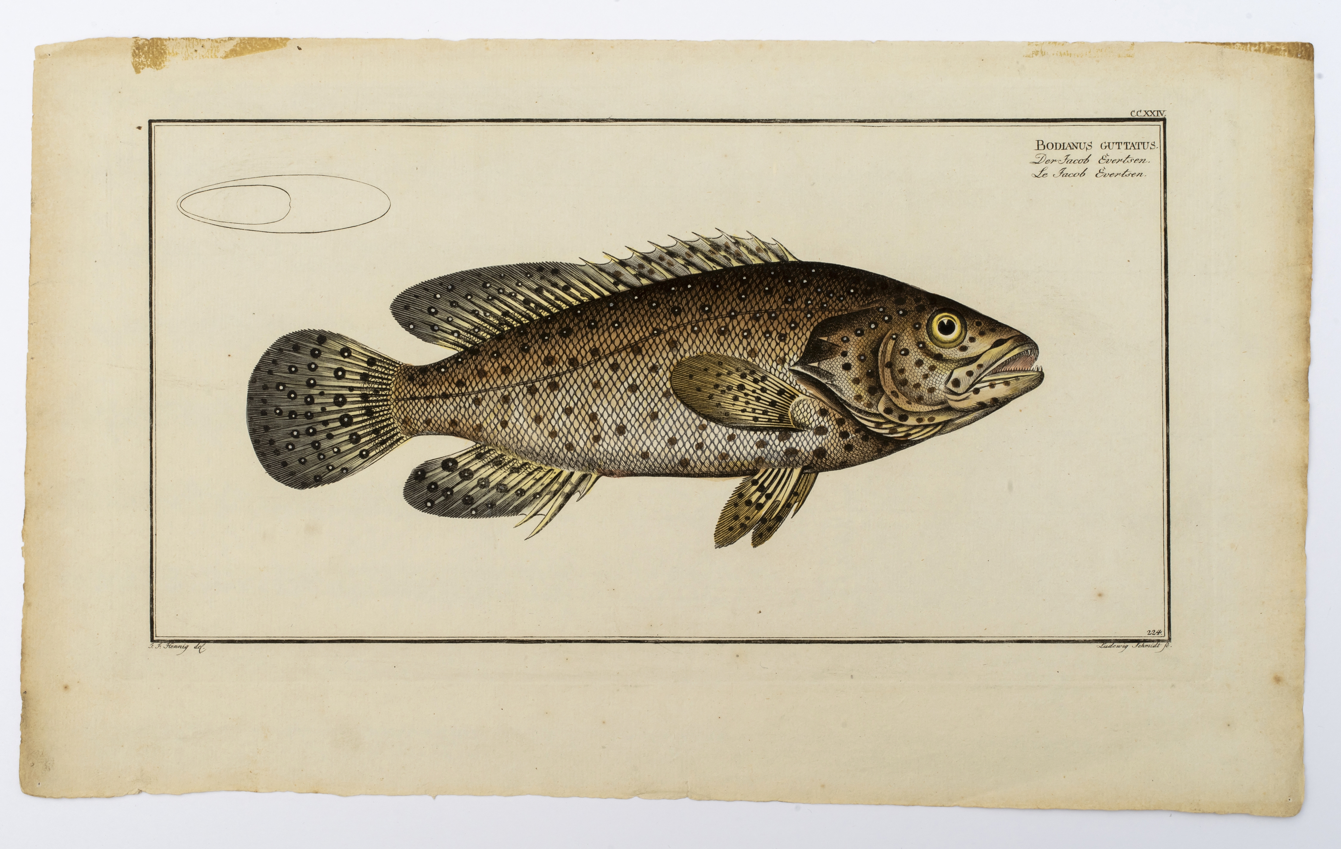 Marcus Elieser Bloch | Bodianus guttatus, The Jen-fish | MutualArt