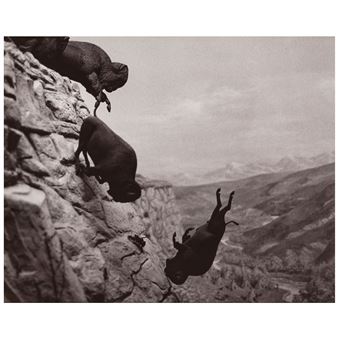 Untitled (Buffaloes)