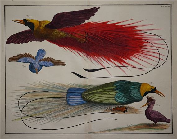 Albertus Seba | Birds of Paradise (1734) | MutualArt