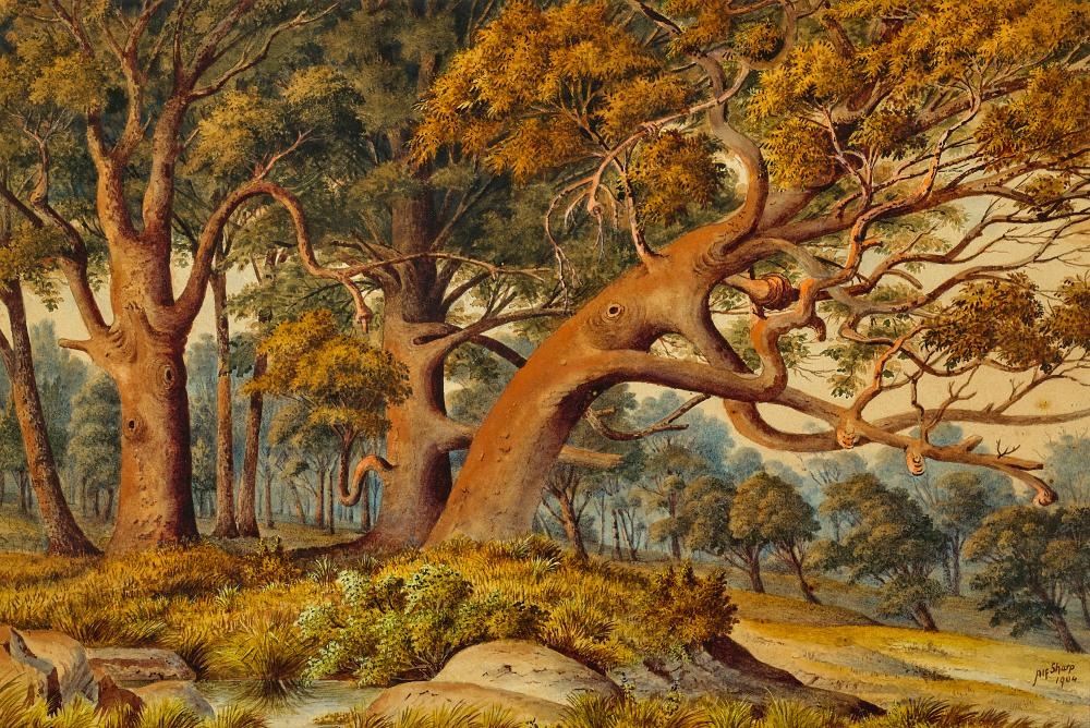 Alfred Sharpe | Native bush landscape, 1904 (1904) | MutualArt