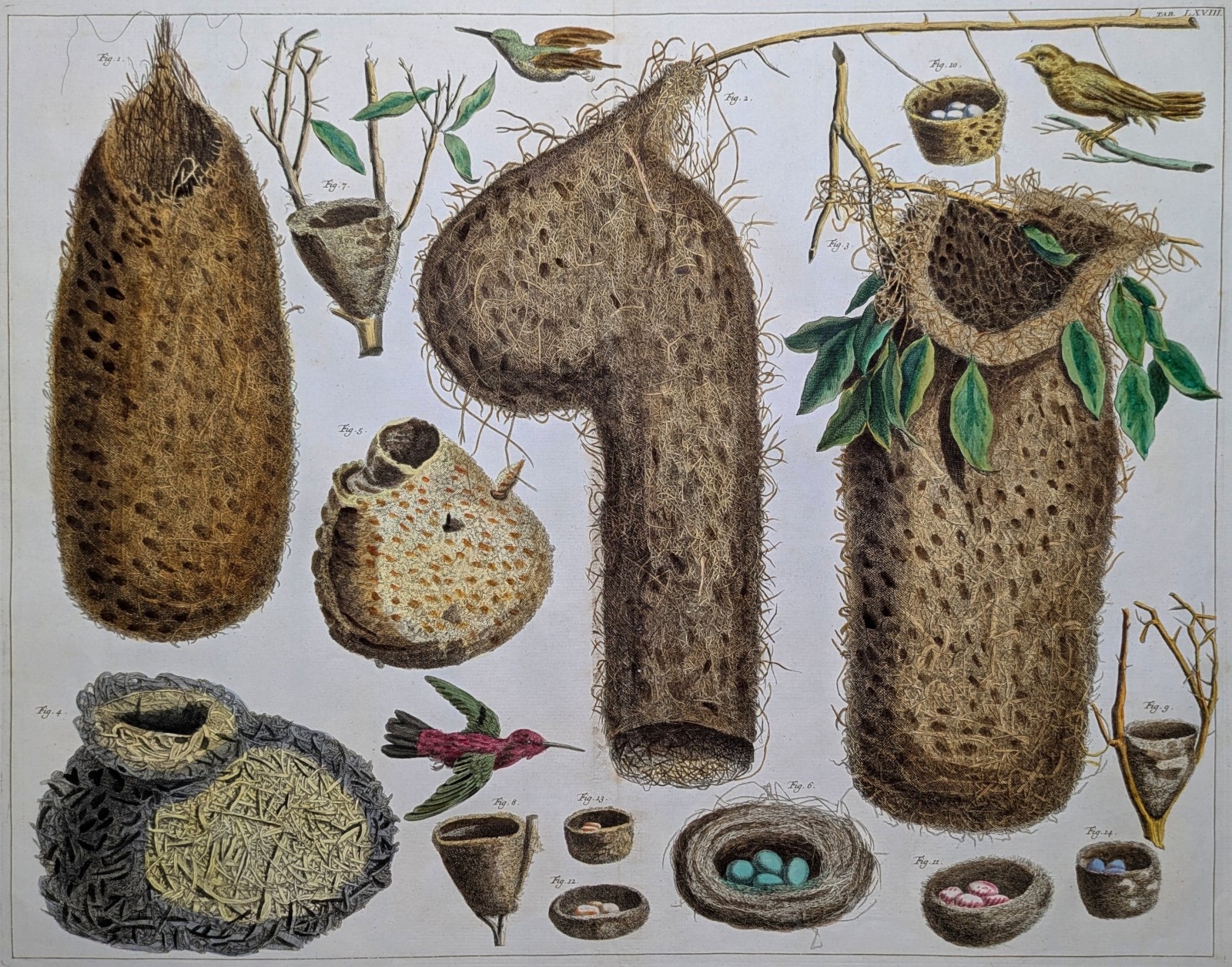 Albertus Seba | Tropical Bird Nests (1734) | MutualArt