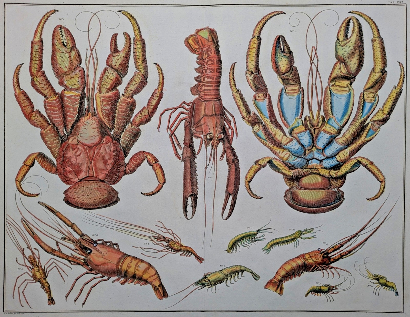 Albertus Seba | Hummer, Palmendieb, Shrimp, Crawfish (1758) | MutualArt