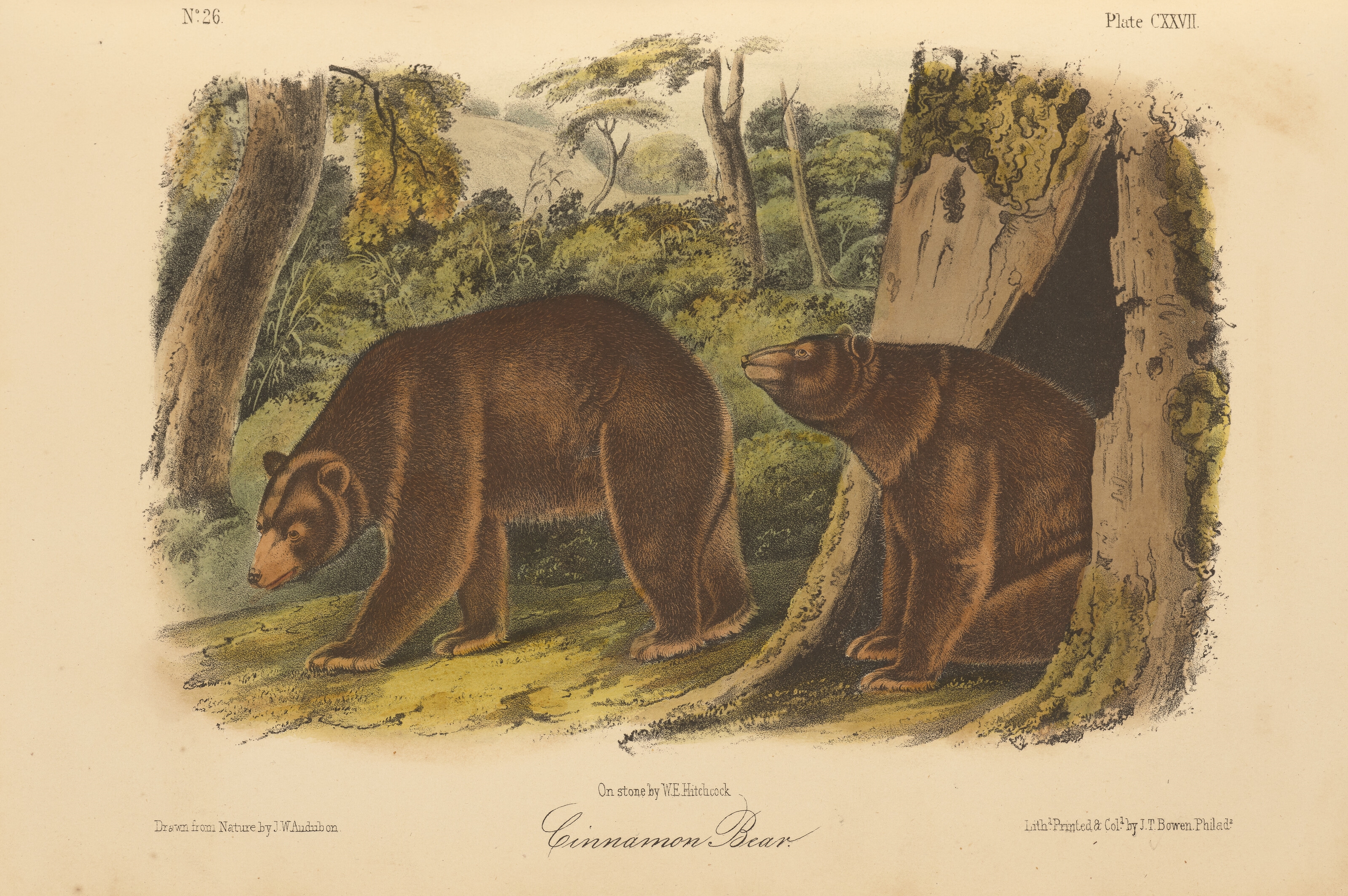 John James Audubon | The Quadrupeds of North America (1856) | MutualArt