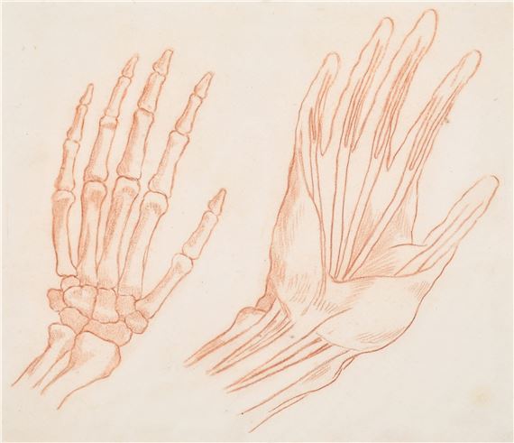 Italian School, 19th Century | An Anatomical Study of Hands (19th ...