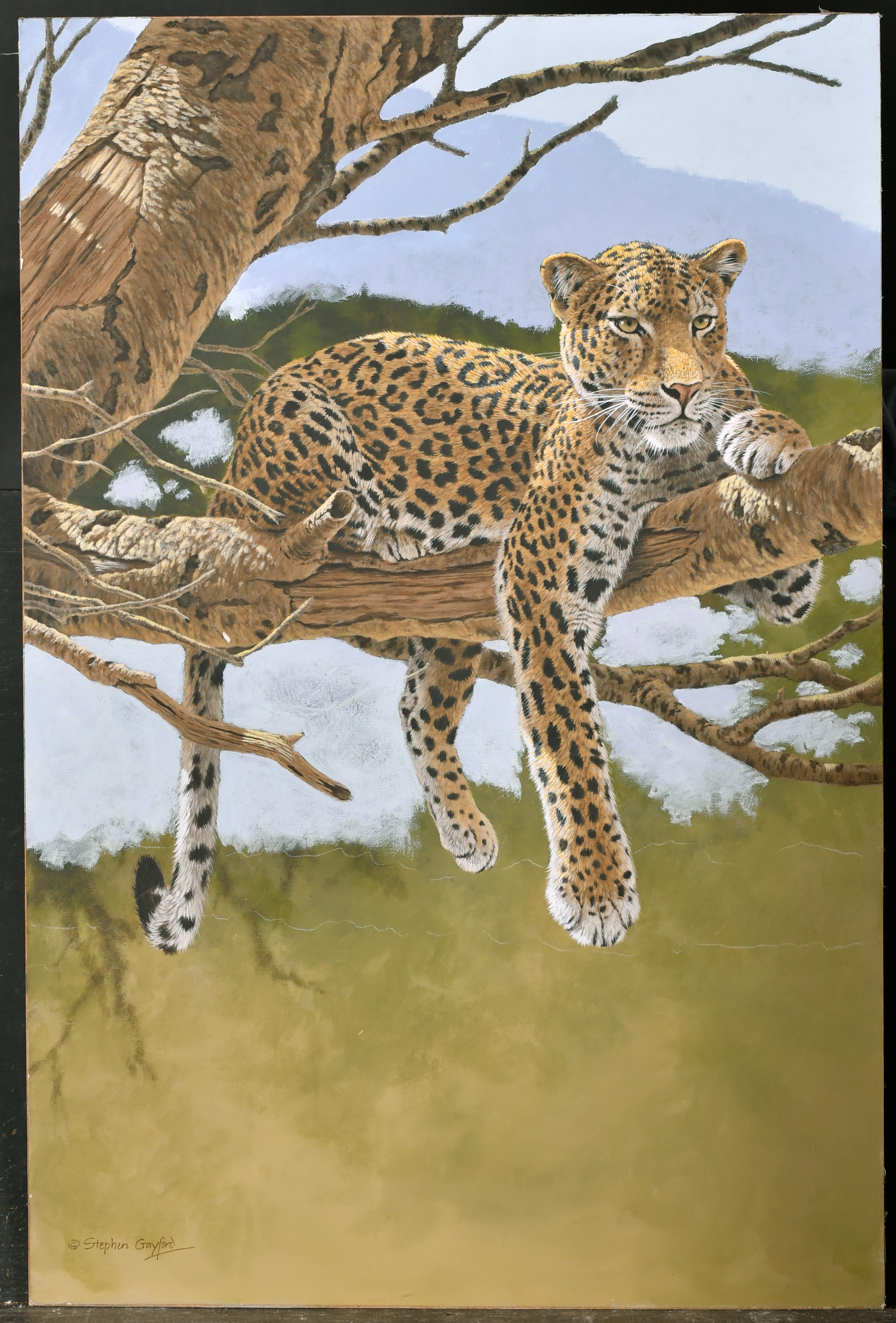 Stephen Gayford | A Leopard in a Tree | MutualArt