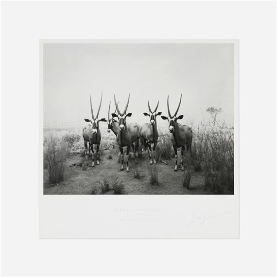 Gemsbok (from the End of Time portfolio) - Hiroshi Sugimoto