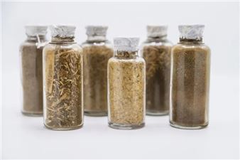 How to Grow the Cowpea: Artistic and Ecological Pedagogies in Practice