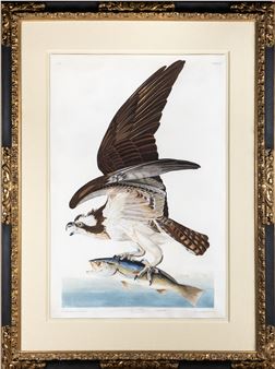 Osprey, Plate 81 - The Soaring Acrobat of the Skies