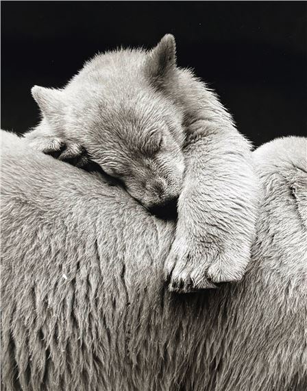 Young Polar Bear - Ernst Vollbehr