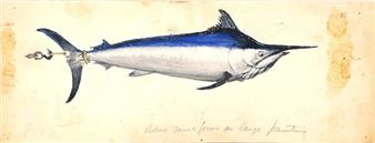 A watercolor study of a blue marlin caught on a hook.