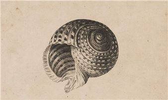 Conus imperialis, Anostoma ringens, circa 1646