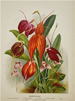 A botanical illustration of vibrant orchids with a soft, naturalistic style.