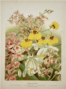 A botanical illustration of mixed orchids in vibrant colors.