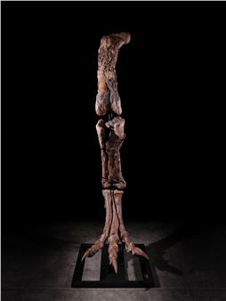 Tyrannosaurus Rex Leg - Unknown