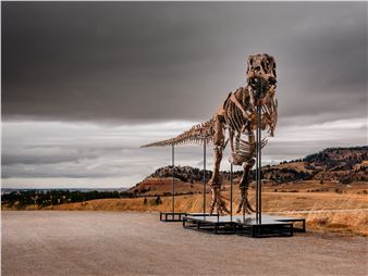 Gus - A Mounted Tyrannosaurus Rex Skeleton