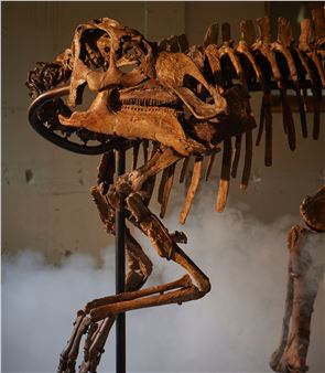 Gryposaurus - Unknown