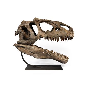 Allosaurus Jaws With Teeth — Unique Skull Display