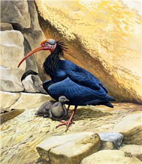 Bal Ibis Bird (titled on verso) Picture