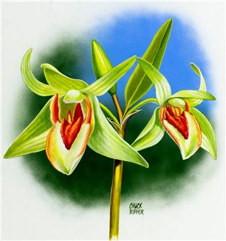 Dendrobium Cruentum gouache painting Picture