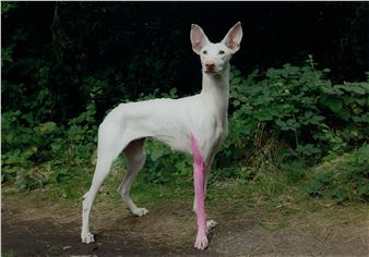 A white dog with a digitally altered pink leg stands alert against a dark, leafy background.