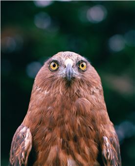 Bird Land: Te Kāhui Manu - Christchurch Art Gallery Te Puna o Waiwhetu