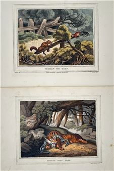 A pair of vintage wood engravings depicting a fox trapped in a trap and a tiger ensnared by a noose.