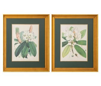 Pair of Botanical Scenes Picture