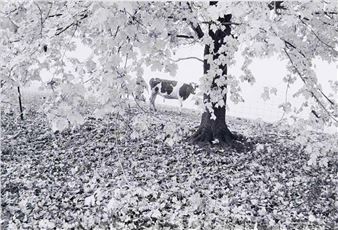 A black-and-white photograph of a cow standing beneath a tree with a ground covered in fallen leaves.