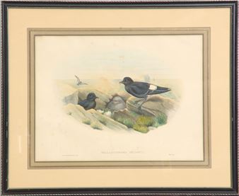 THALASSIDROMA PELAGICA (SHORE BIRDS) Picture