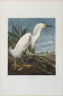 Snowy Heron or White Egret, Plate 242