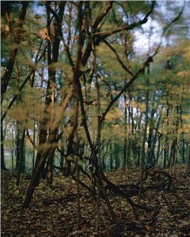 ONLINE: Carolyn Monastra: Mystery in the Natural World - Susan Eley Fine Art, New York