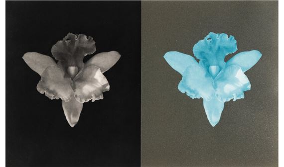 Robert Mapplethorpe | Lisa Lyon (1981) | MutualArt