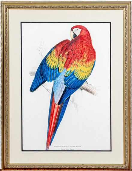 Macrocercus Arancanga / Red and Yellow Macaw - Edward Lear