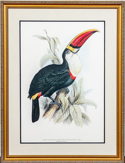 Ramphastos erythrorhynchus - Edward Lear