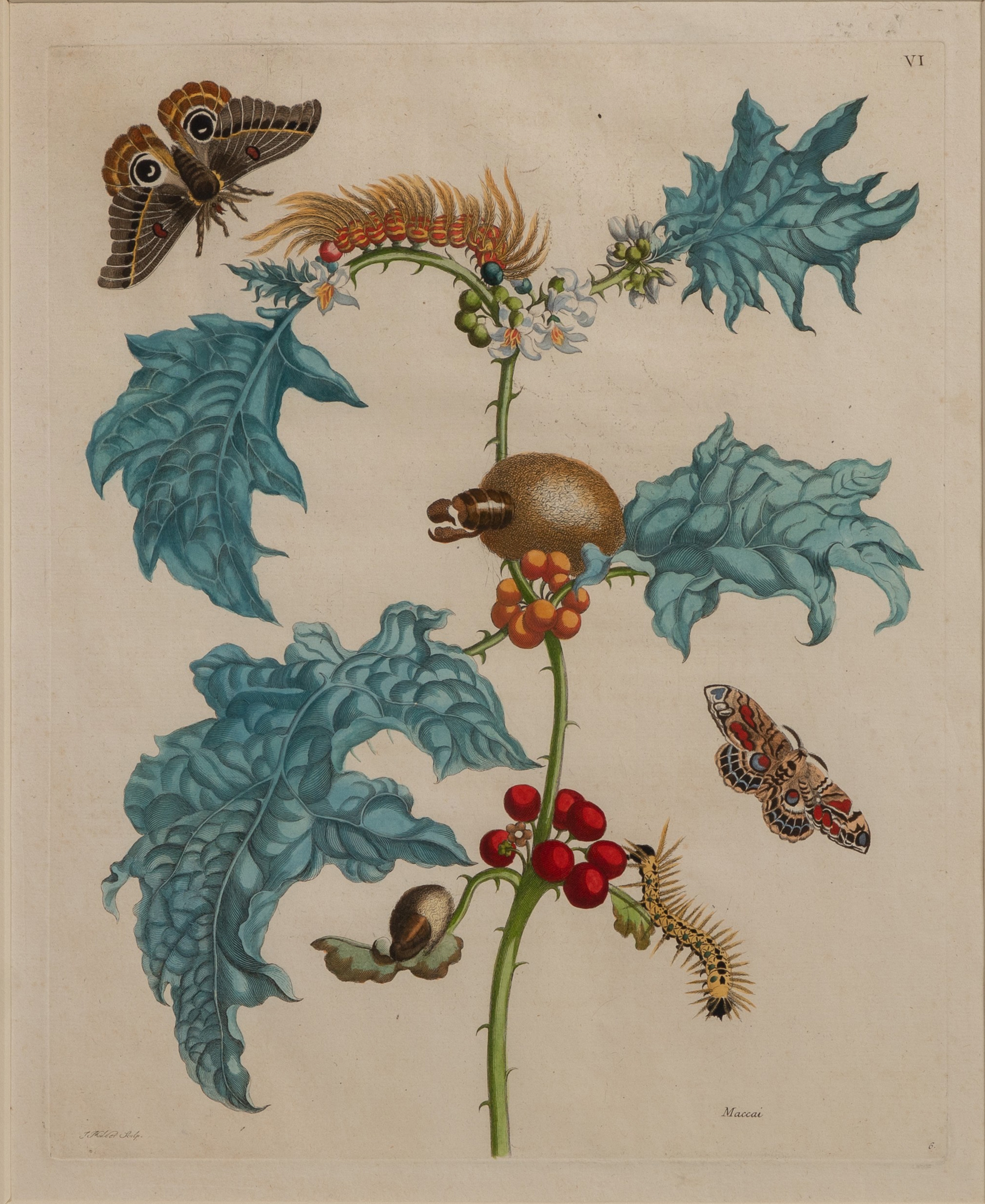 Maria Sibylla Merian Market Data: Auction Results & Gallery Prices