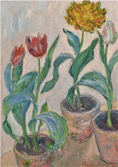 Trois pots de tulipes