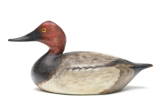 Rare and outstanding canvasback