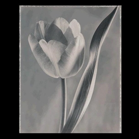 アート・デザイン・音楽 BLOOM Ron Van Dongen Ron Van Dongen | 36 Artworks at Auction | MutualArt