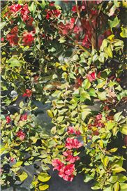 Deborah Rubin Picture