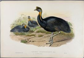 John Gould