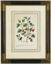 George Wolfgang Knorr Picture