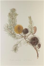 Celia Rosser Picture