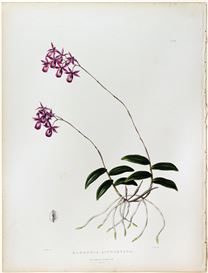 James Bateman Picture