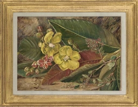 Marianne North Picture