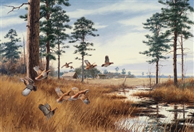 David Maass Picture