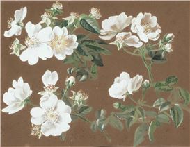 Anthonore Christensen Picture