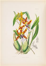 Walter Fitch Picture