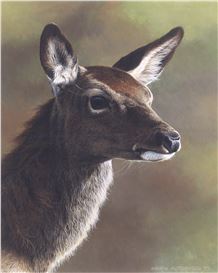 Andrew Hutchinson Picture
